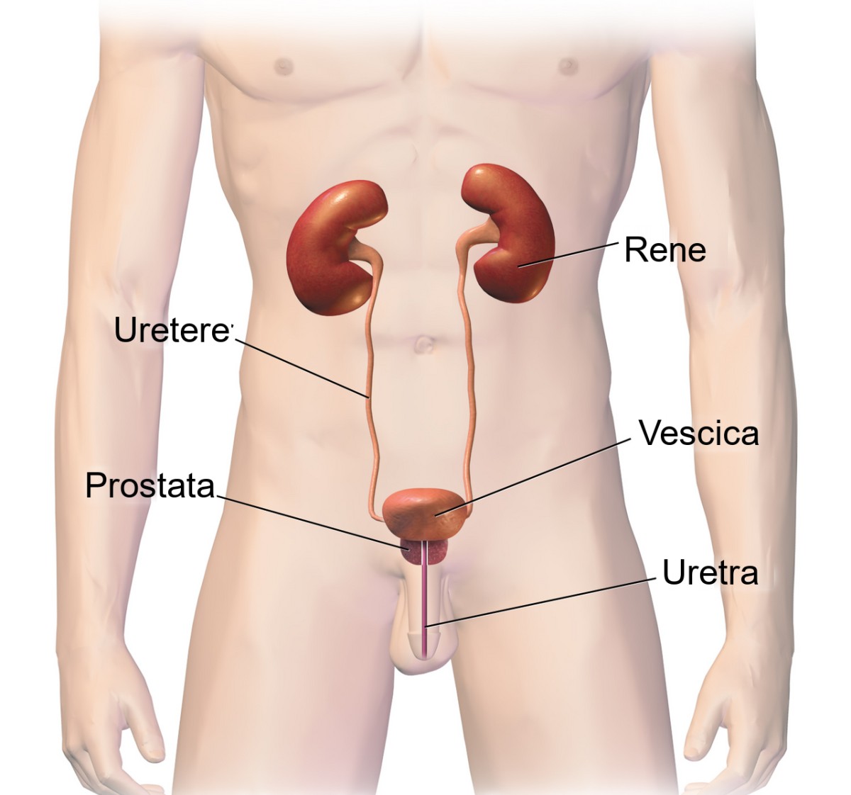 Apparato urogenitale maschile con reni, ureteri, vescica, prostata e uretra