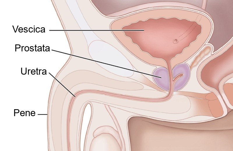 Sezione della pelvi maschile con pene, uretra, prostata e vescica