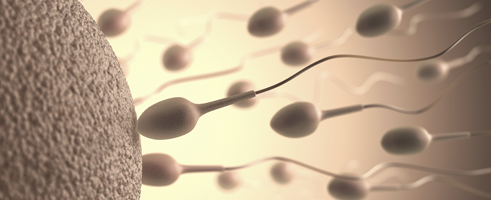 Spermatozoi e ovocita: valutazione della fertilità maschile