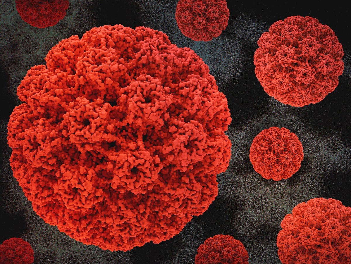 Rappresentazione tridimensionale del capside del papillomavirus umano
