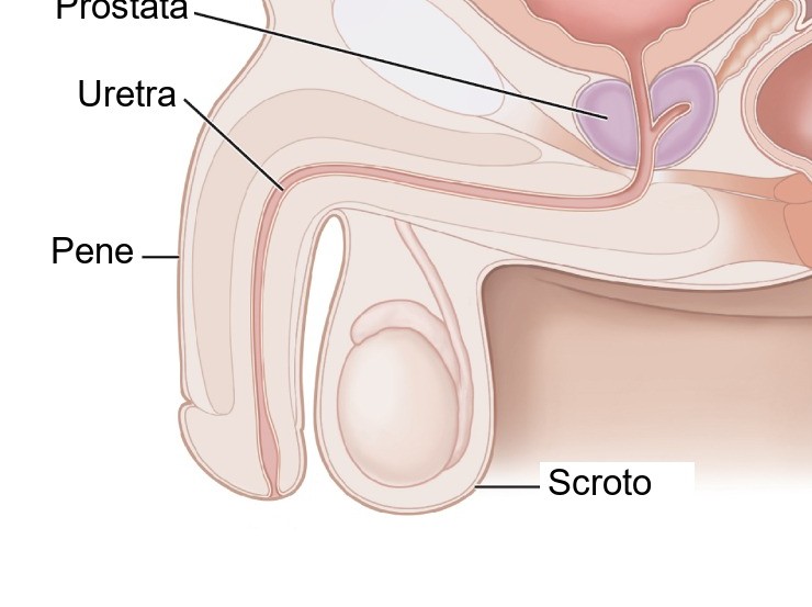 Sezione anatomica di pene, uretra e scroto