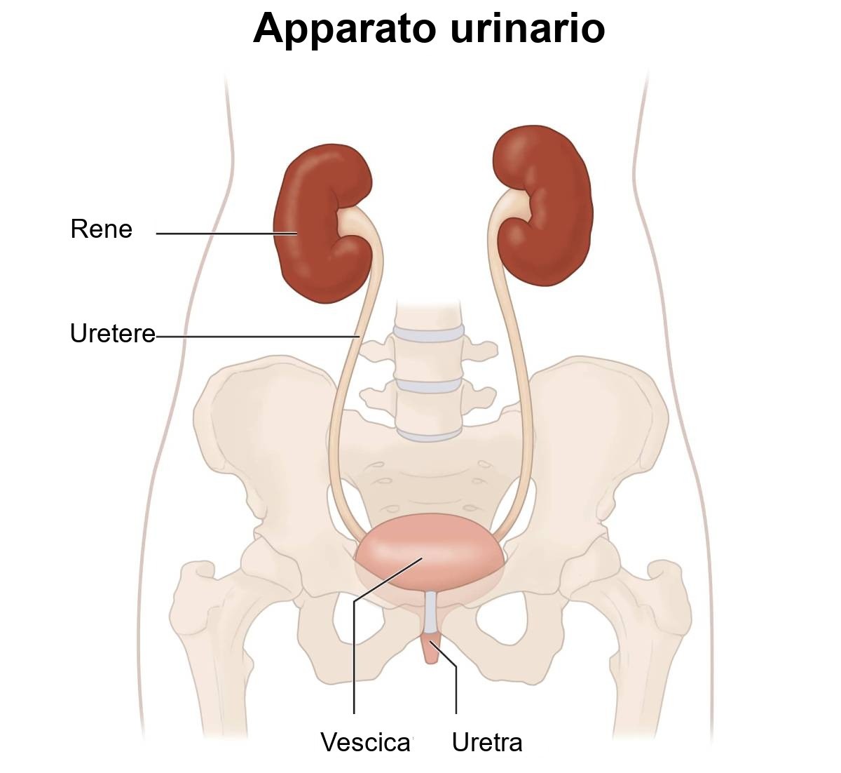 Schema delle vie urinarie maschili con reni, ureteri, vescica e uretra